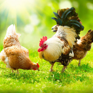 Meet your Posher, Debra g